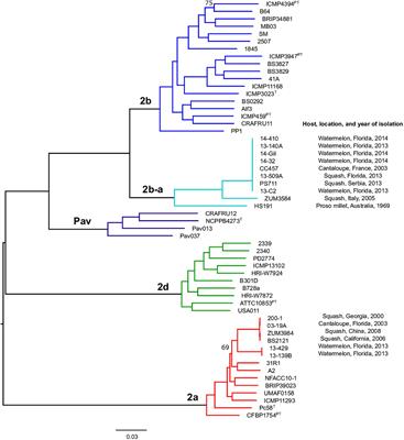 Inference of Convergent Gene Acquisition Among Pseudomonas syringae Strains Isolated From Watermelon, Cantaloupe, and Squash